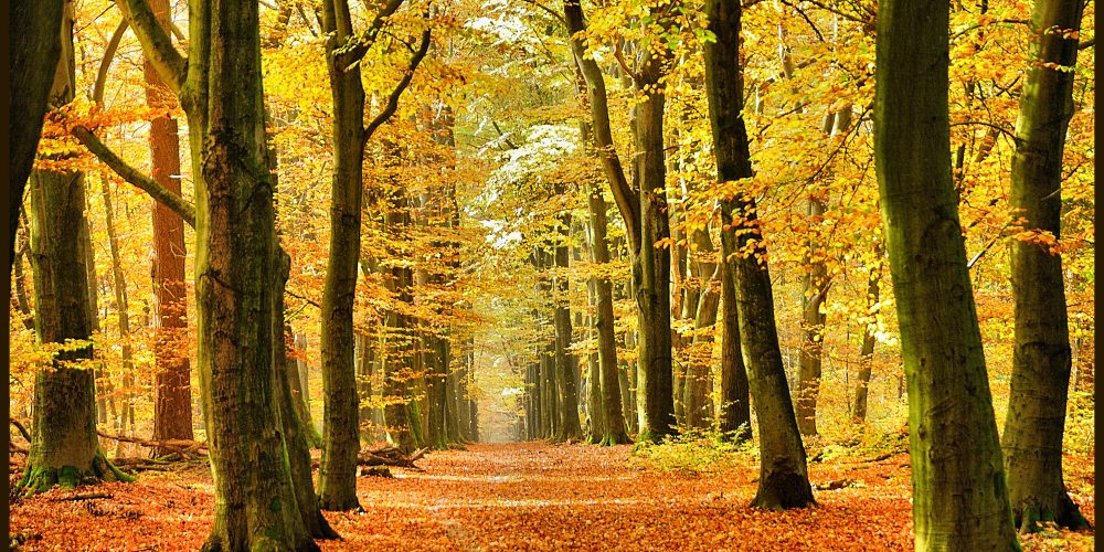 Geheimnisvoller Wald